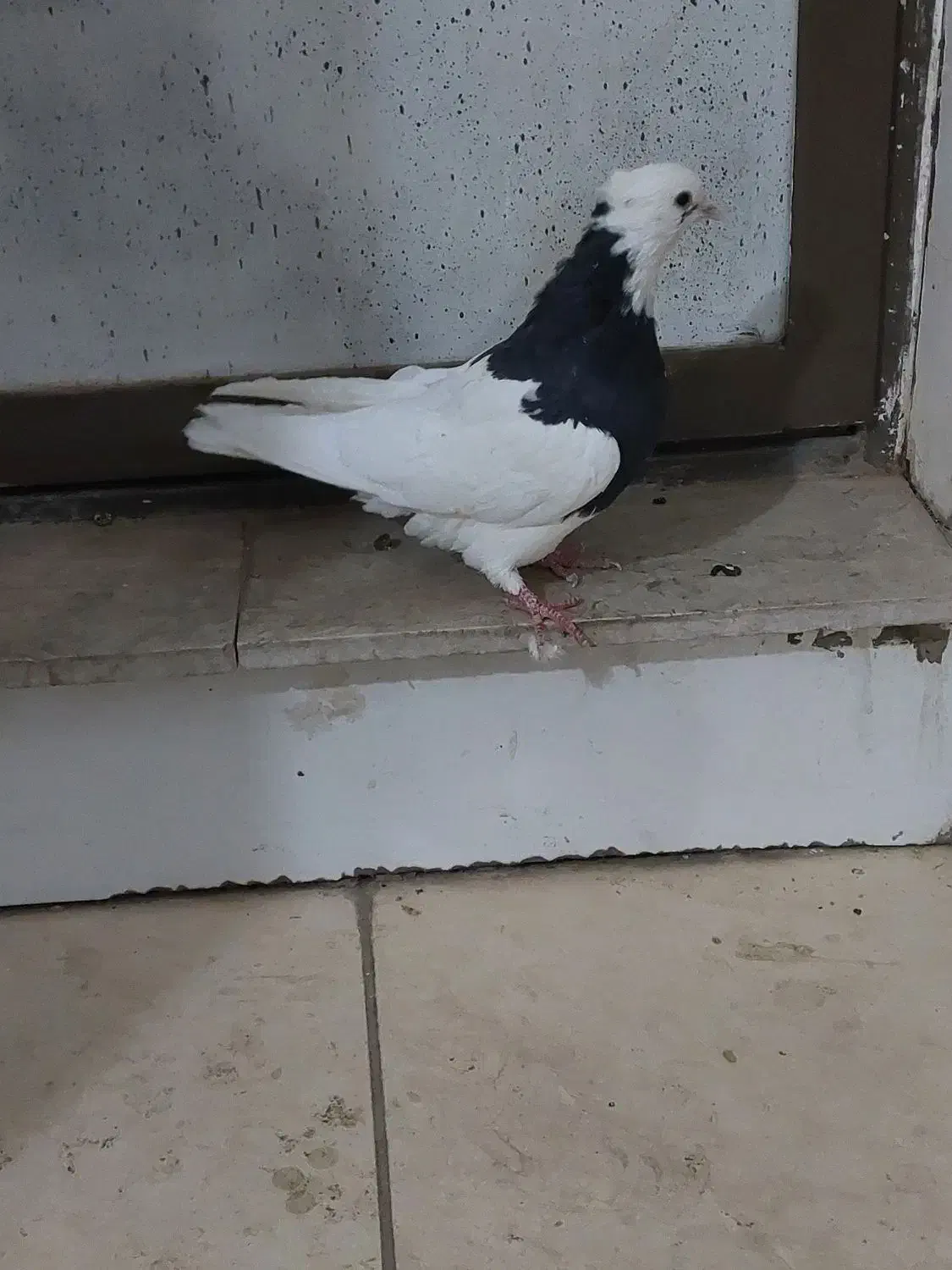 کبوتر طوقی|پرنده|شهرکرد, |دیوار