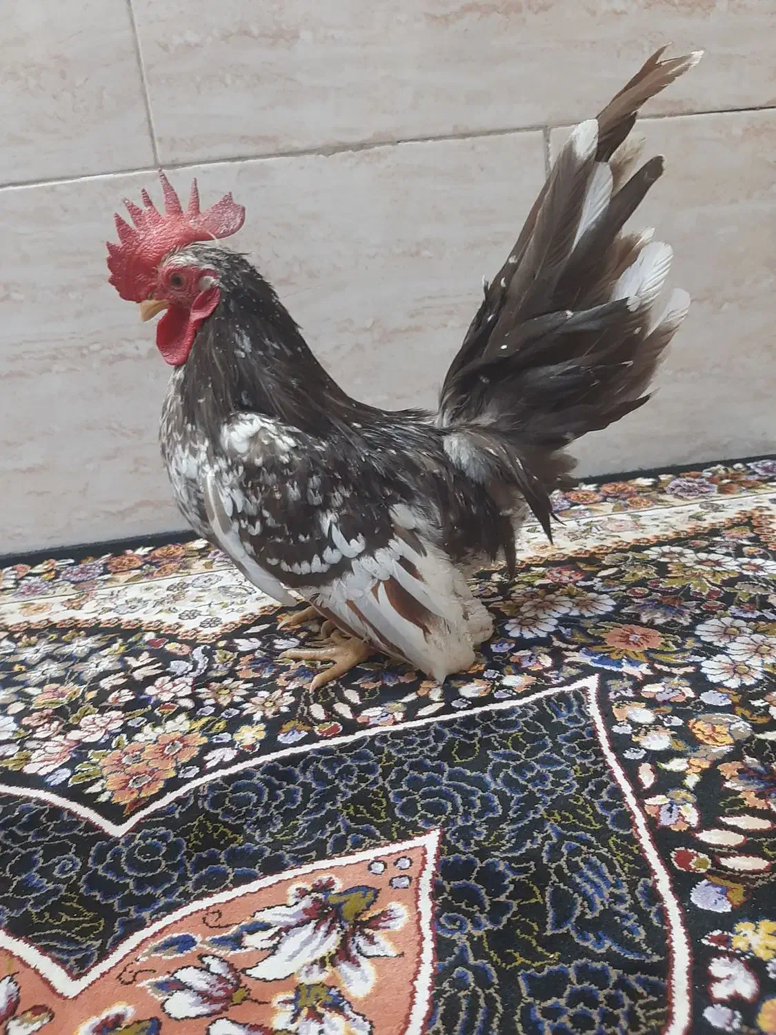 تخم مینیاتوری نطفه دار|حیوانات مزرعه|کهریزک, |دیوار