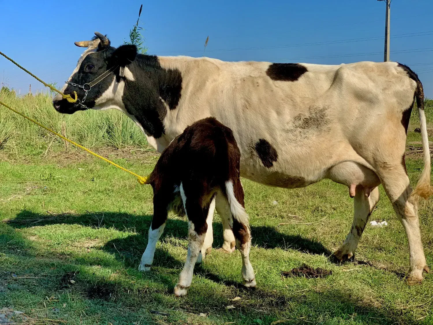 گاو گوساله دار شیری نر|حیوانات مزرعه|گرگان, |دیوار