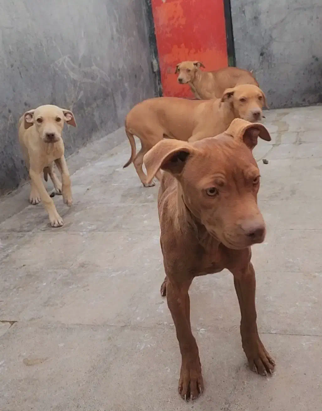 امریکن پیت بول|سگ|بومهن, |دیوار