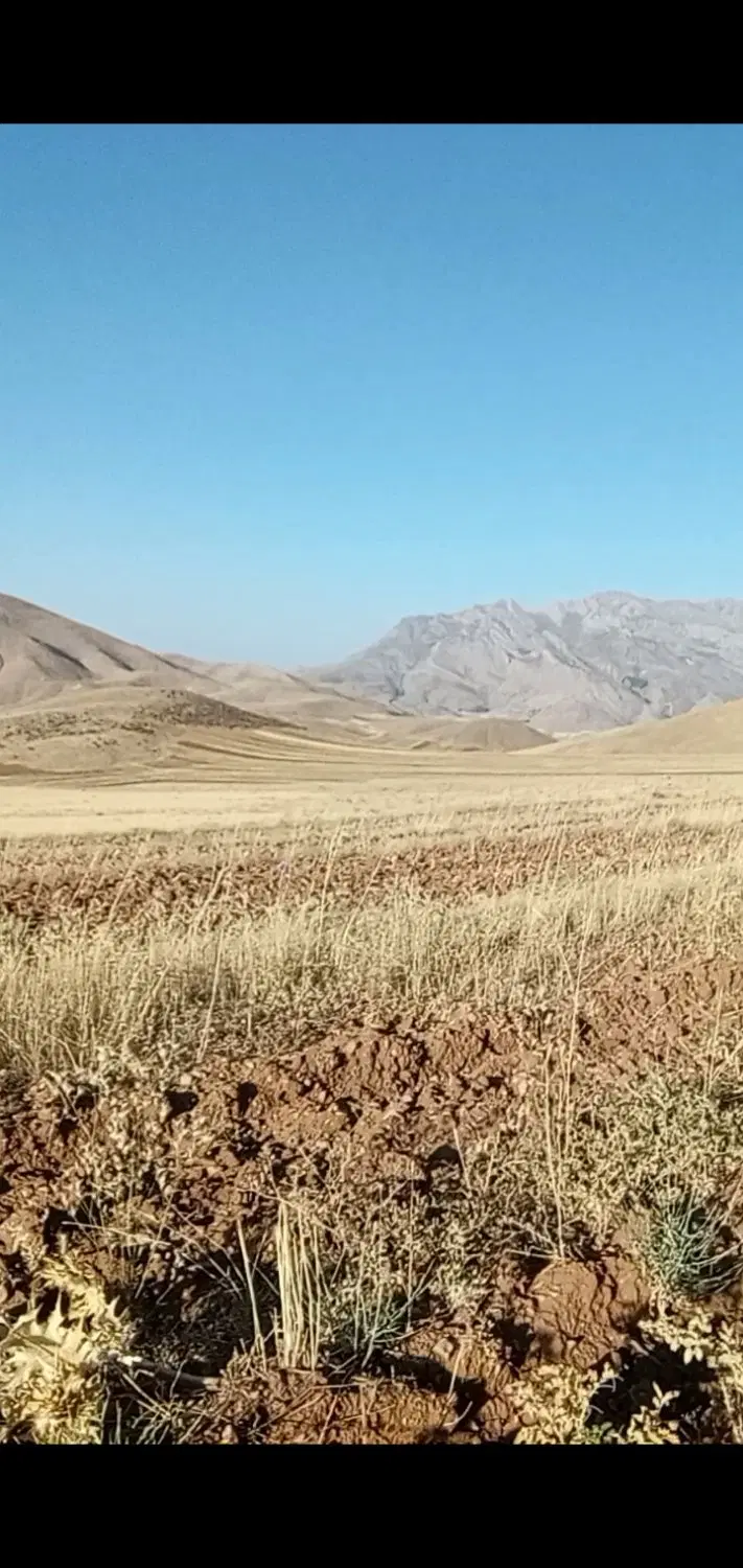 نخود|خوردنی و آشامیدنی|نظرآباد, رسالت|دیوار