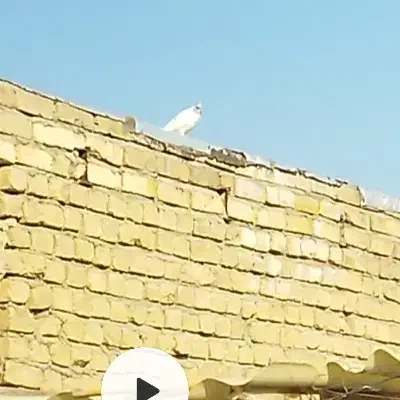 کفتر|حیوانات|قم, زاویه|دیوار