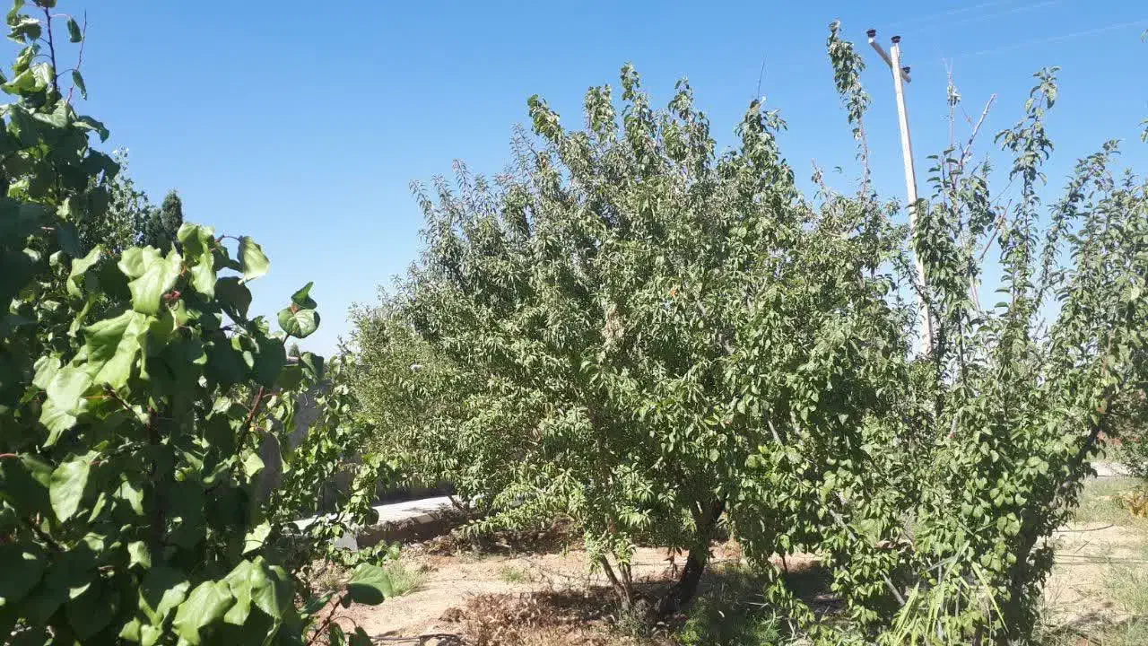 فروش باغ|فروش خانه و ویلا|ماهان, |دیوار