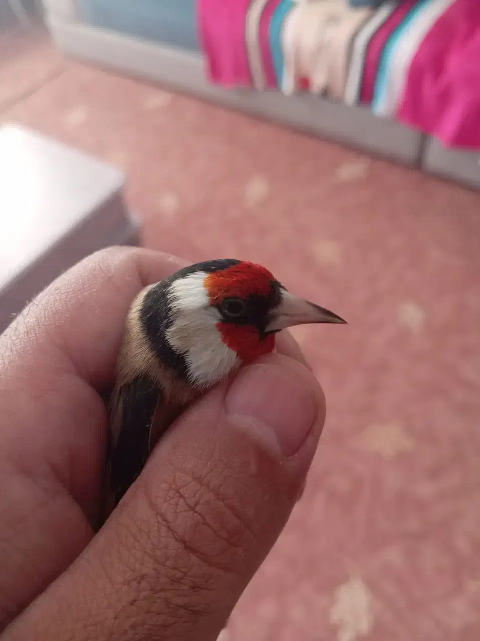 سهره|پرنده|شیراز, ارم|دیوار