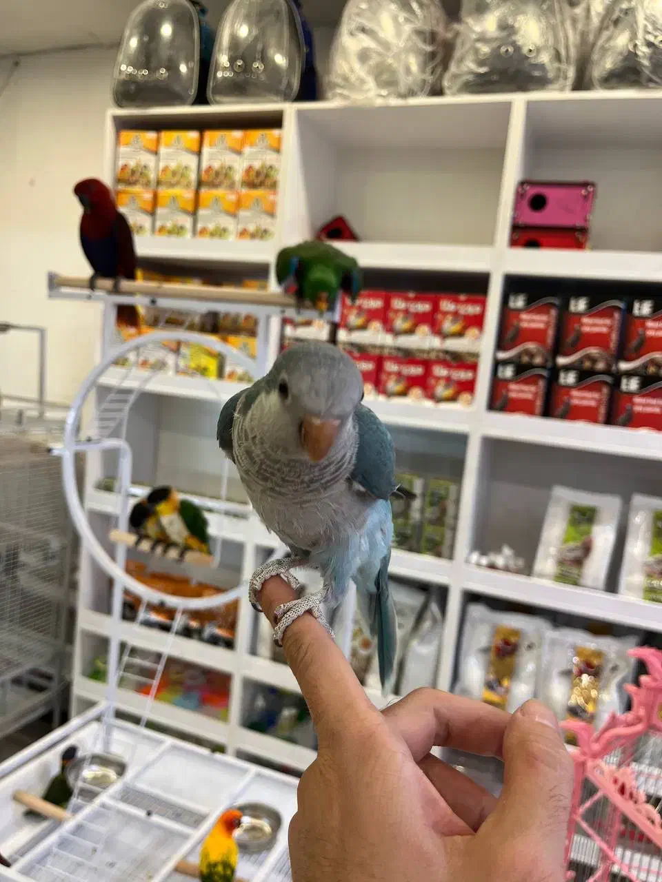 طوطی راهب سخنگو|پرنده|آمل, |دیوار