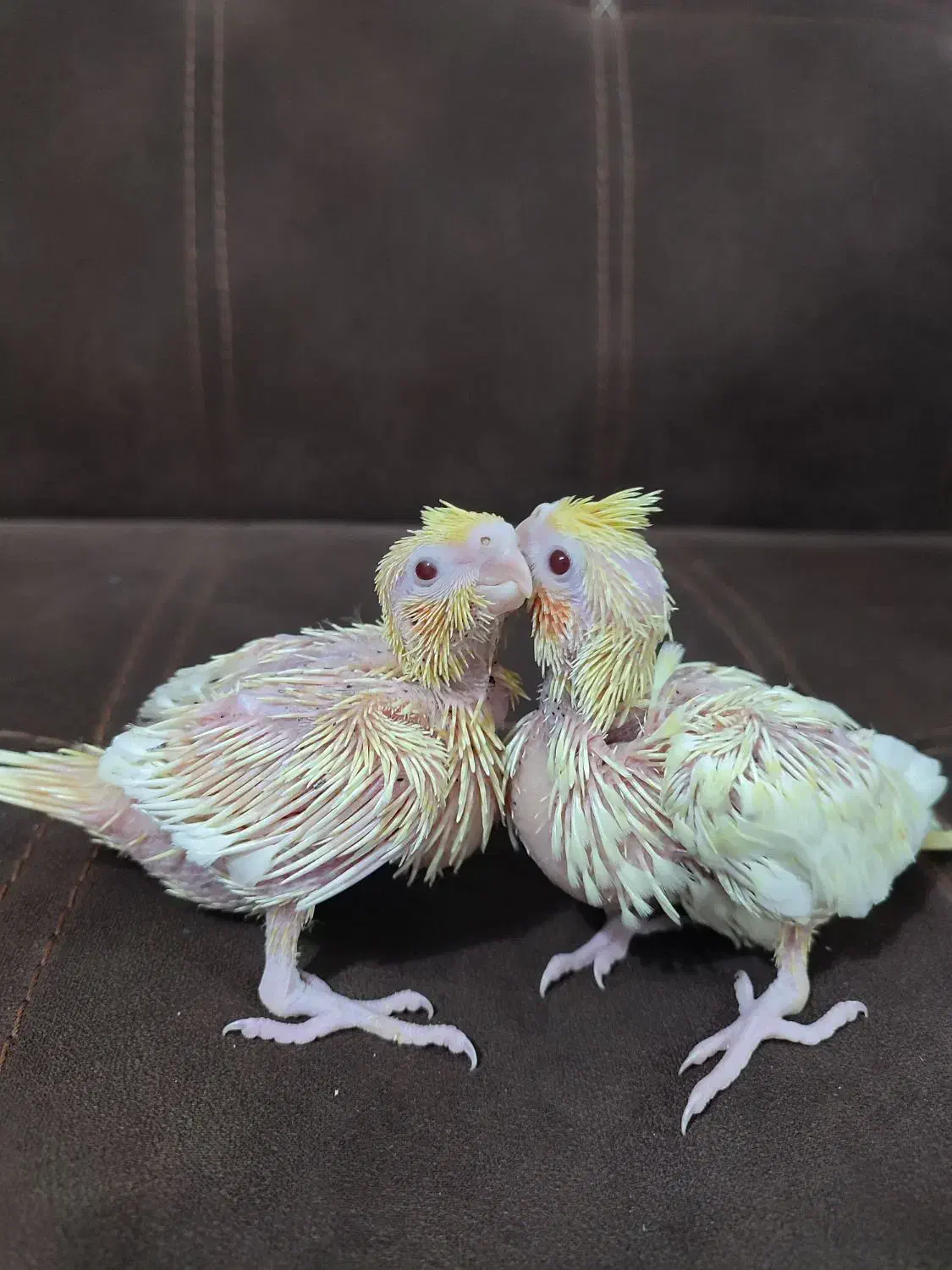 فروش جوجه سرلاکی ،جفت عروس هلندی،جفت مولد|پرنده|تولم شهر, |دیوار