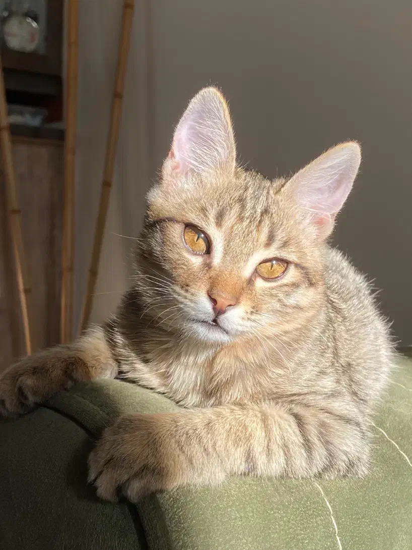 واگذاری بچه گربه|گربه|کرج, عظیمیه|دیوار