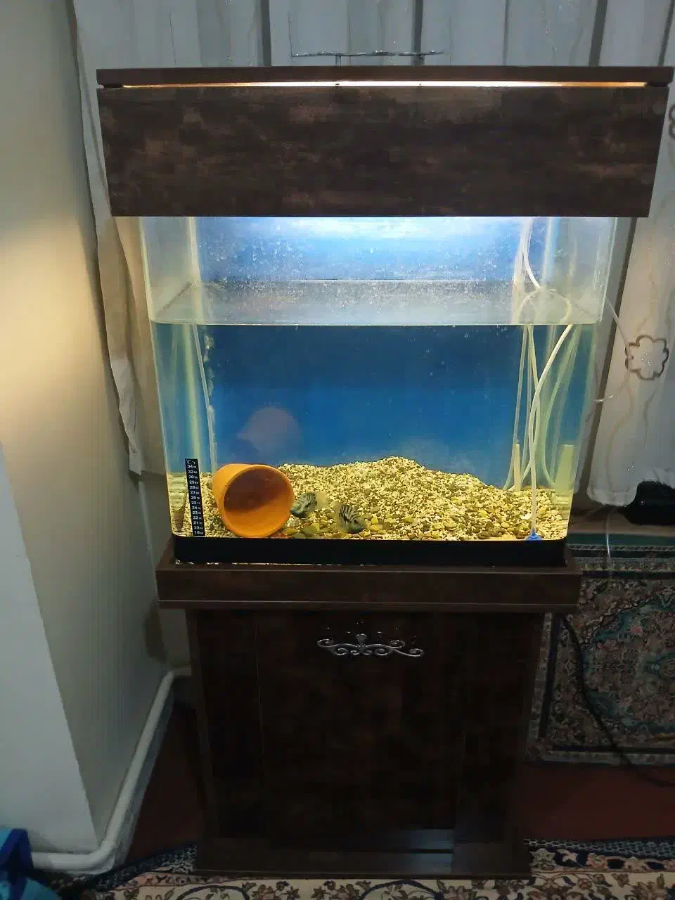 آکواریوم|ماهی|تهران, اسفندیاری|دیوار