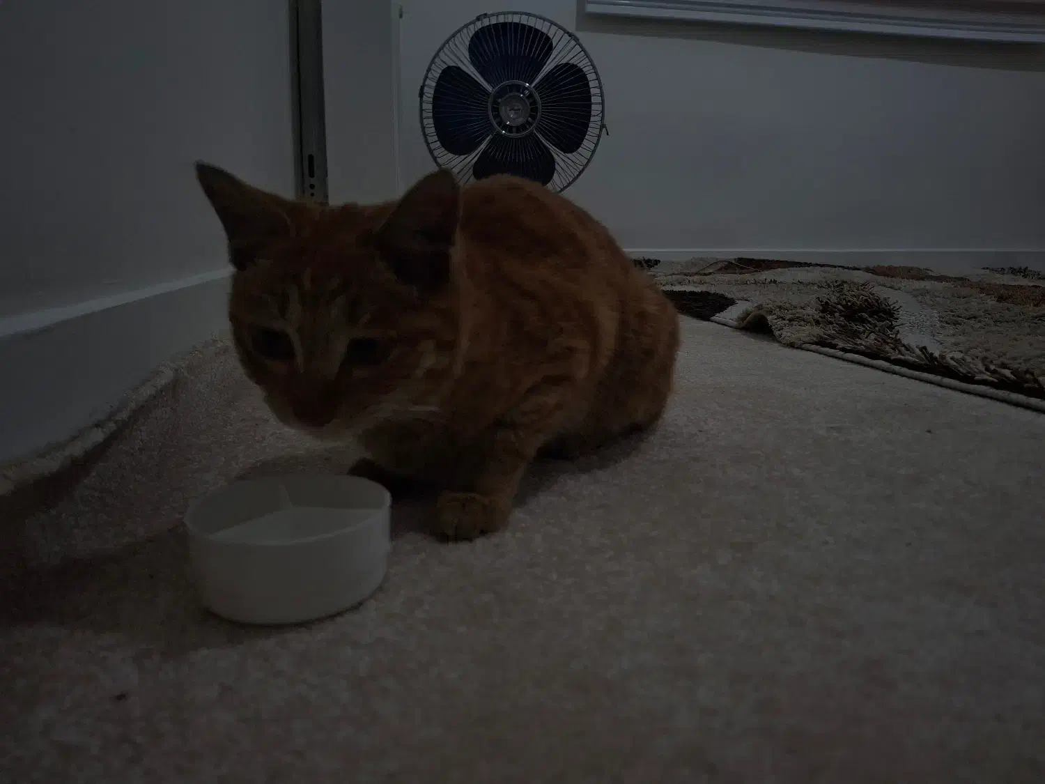 واگذاری گربه|گربه|تبریز, |دیوار