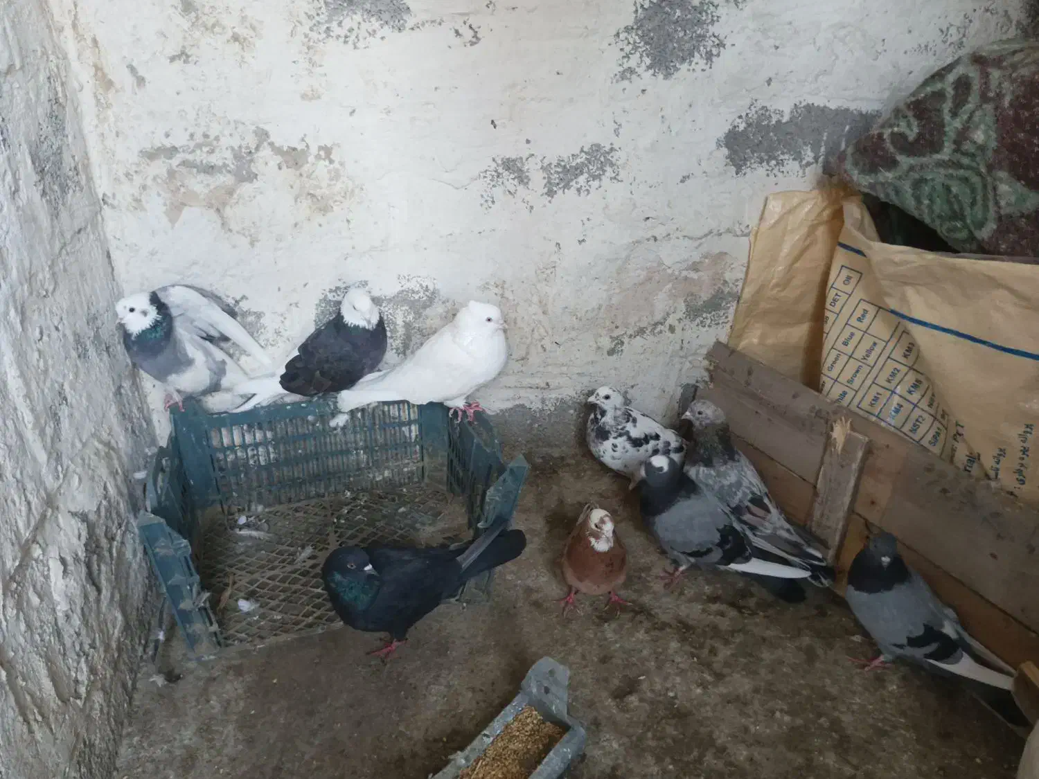 کبوتر|پرنده|سیلوانه, |دیوار