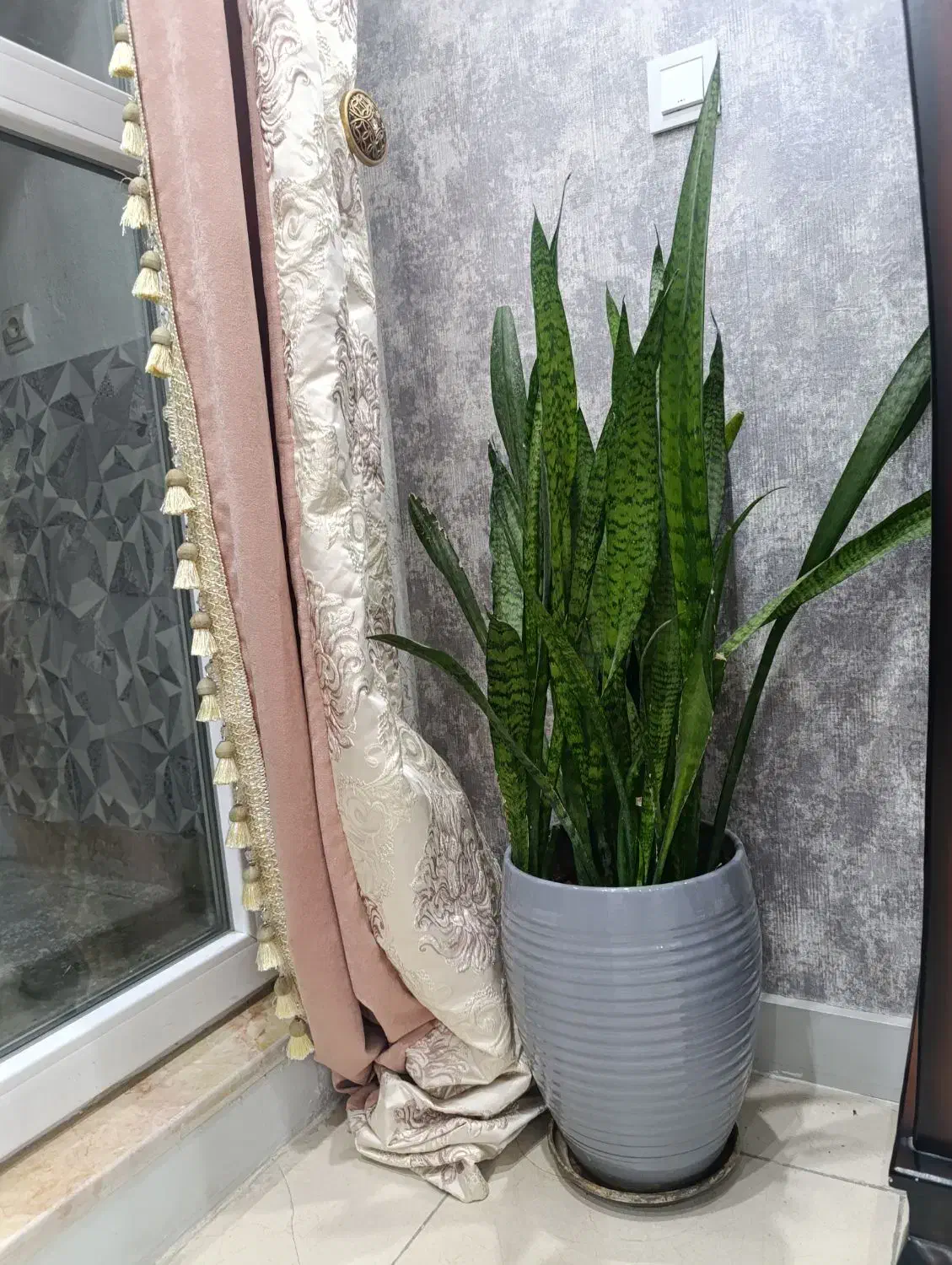 گل سانسوریا پر حجم|گل و گیاه طبیعی|اسلامشهر, مسکن مهر اسلاشهر (شهرک امام خمینی)|دیوار