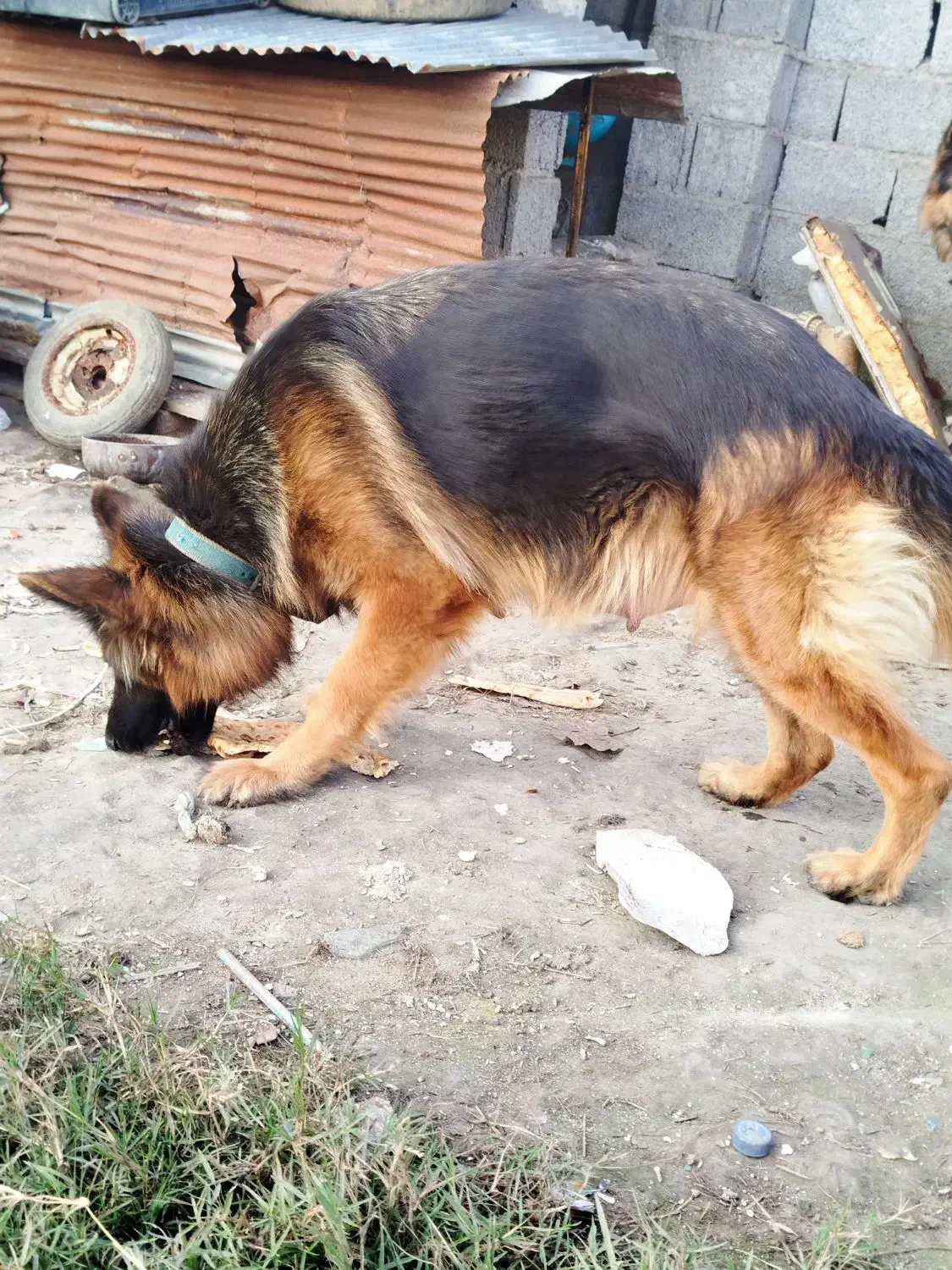 واگذاری ژرمن ماده|سگ|رشت, حومه رشت|دیوار