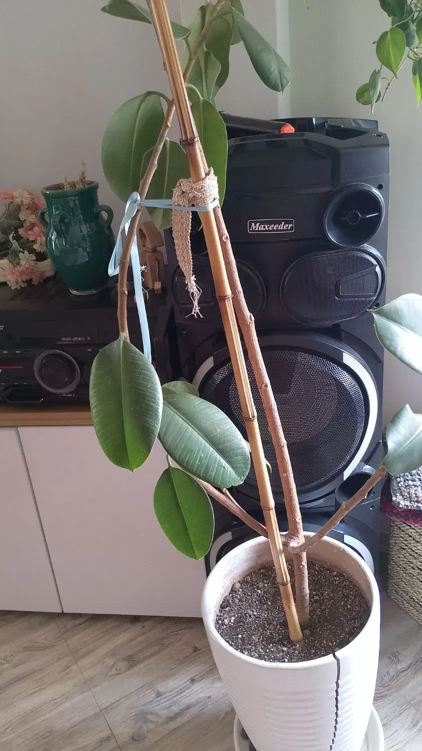 گل فیکوس|گل و گیاه طبیعی|باقرشهر, |دیوار