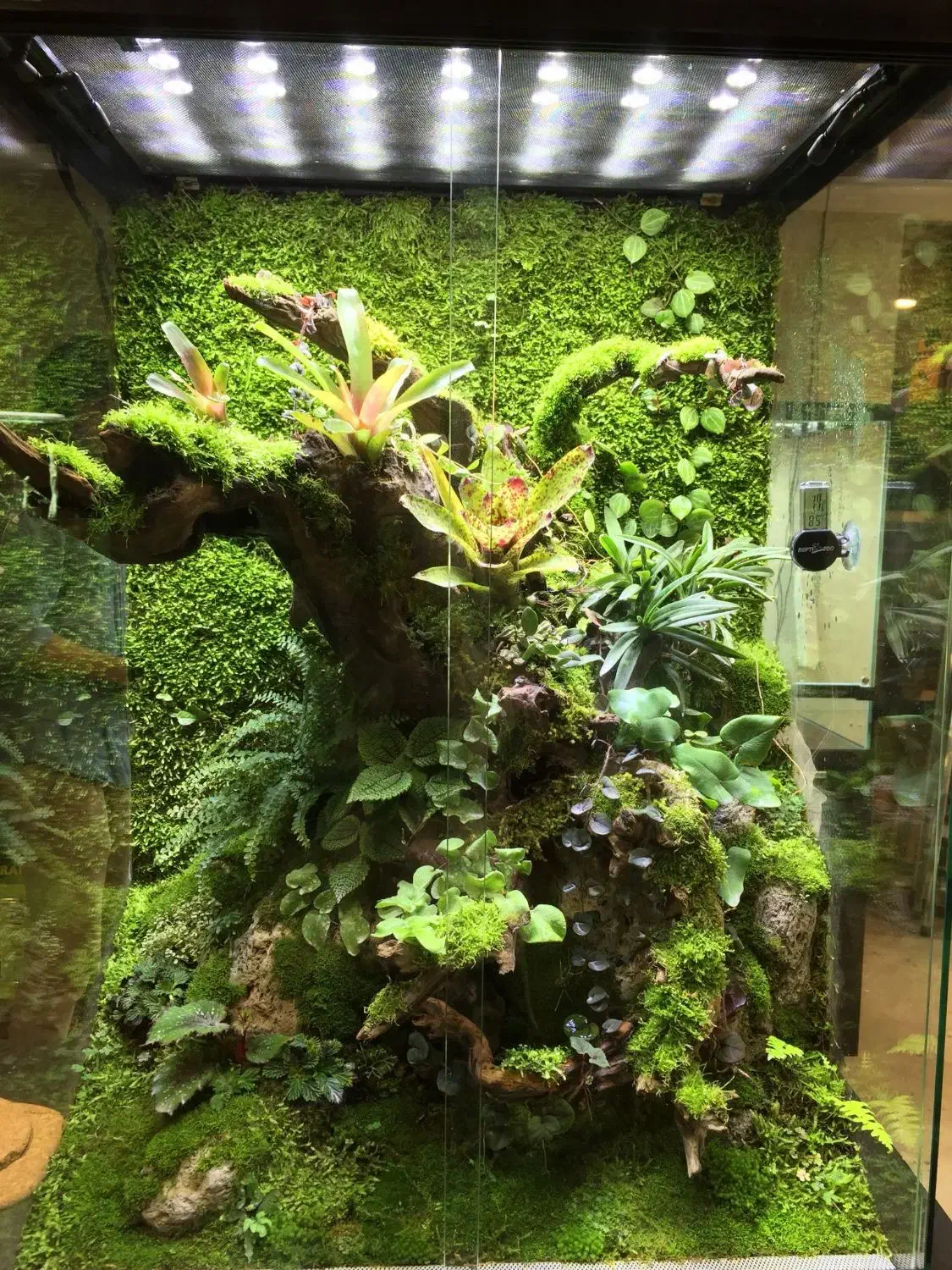 پالاداریوم نیک|گل و گیاه طبیعی|اندیشه, شهرک مریم|دیوار