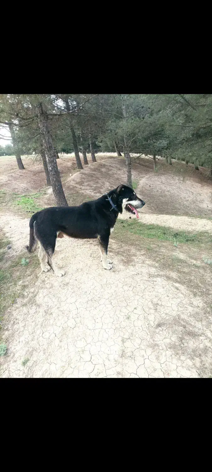 سگ گمشده|حیوانات|پارسآباد, |دیوار