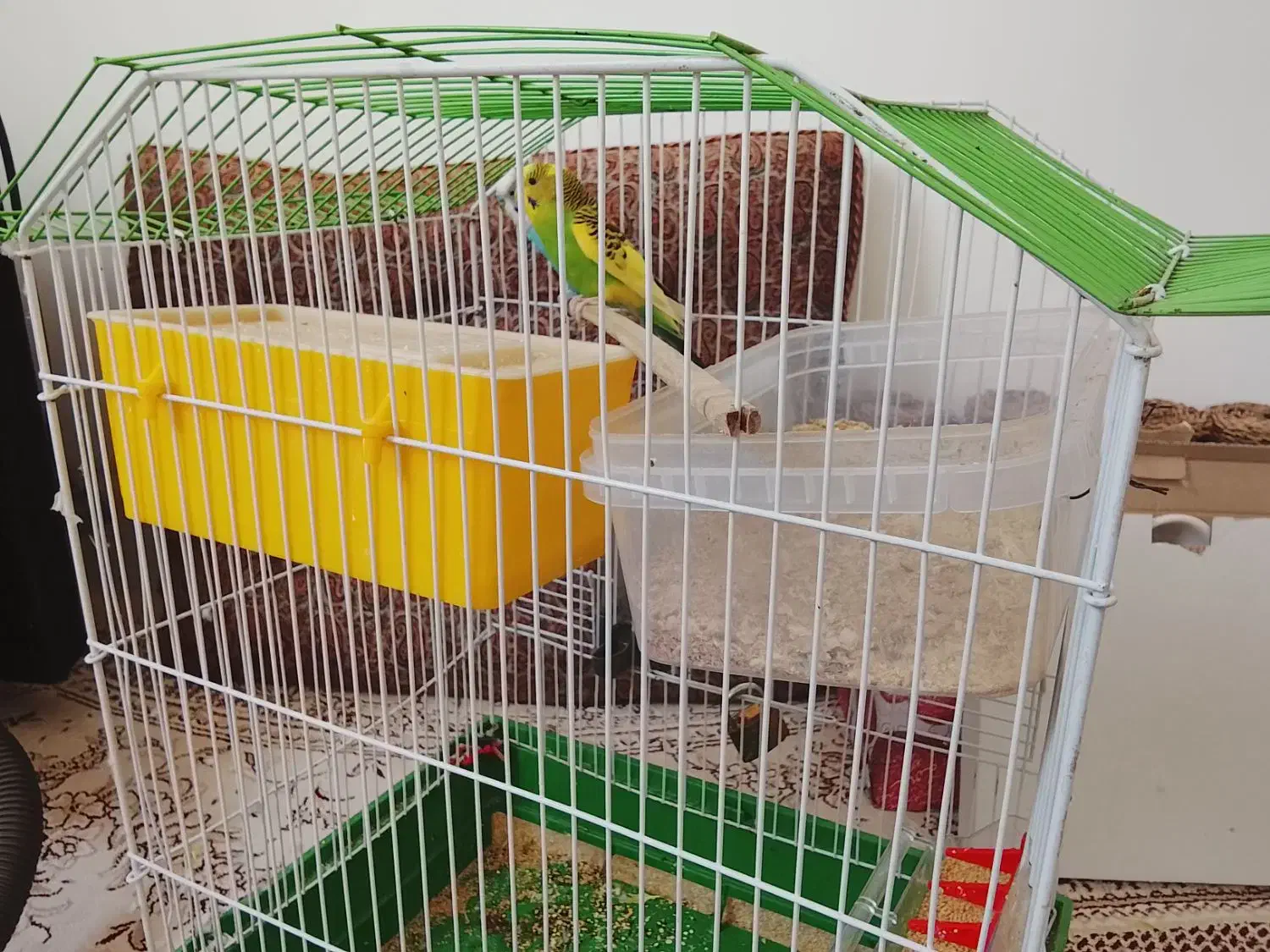 یک جفت مرغ عشق|پرنده|یزد, |دیوار