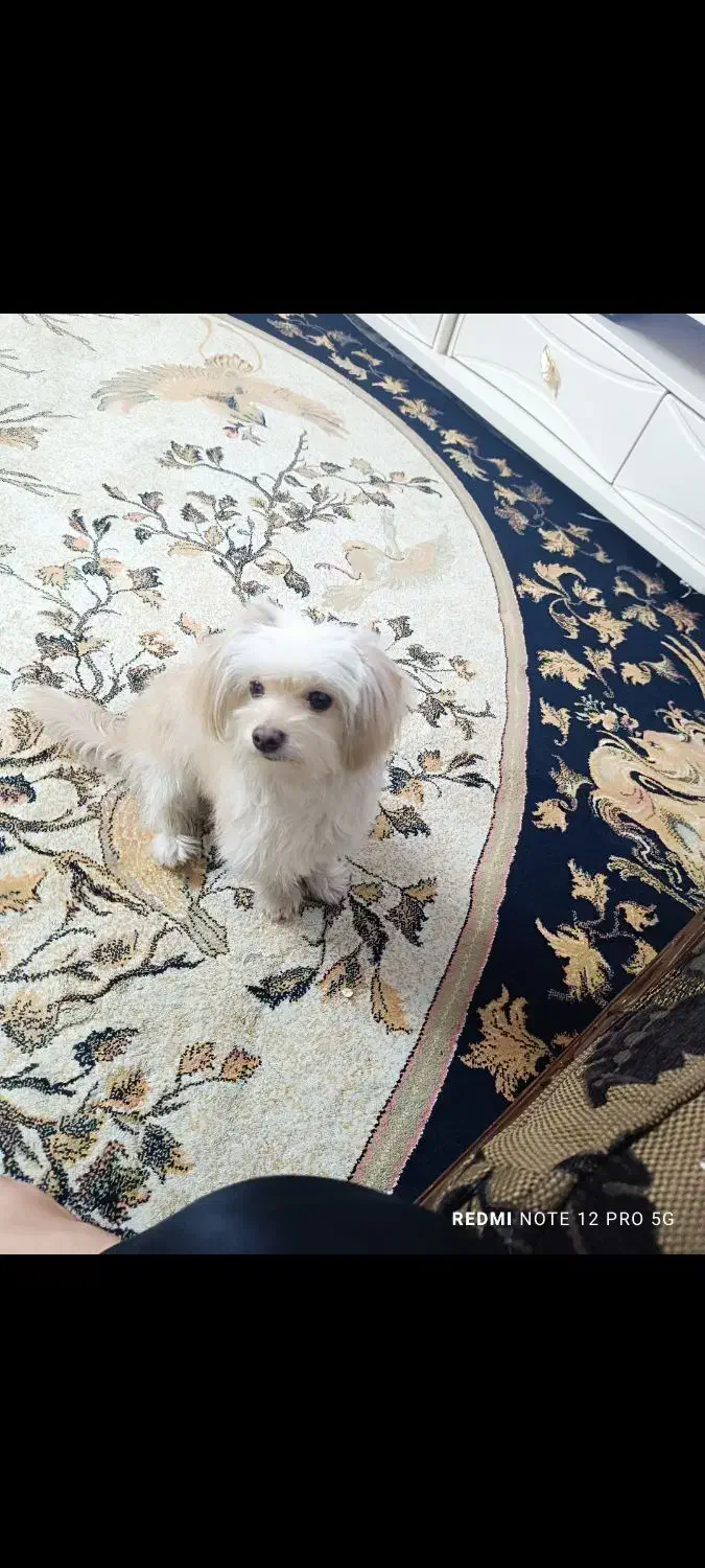 سگ شیتزو ماده|سگ|ری, دولت‌آباد|دیوار