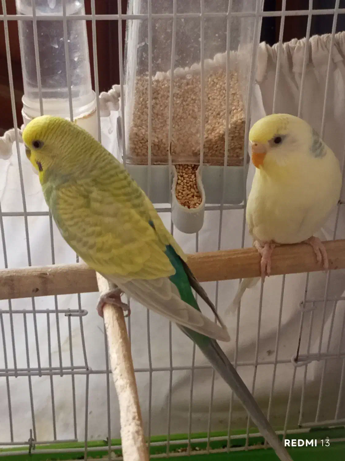 مرغ عشق|پرنده|دماوند, دماوند|دیوار