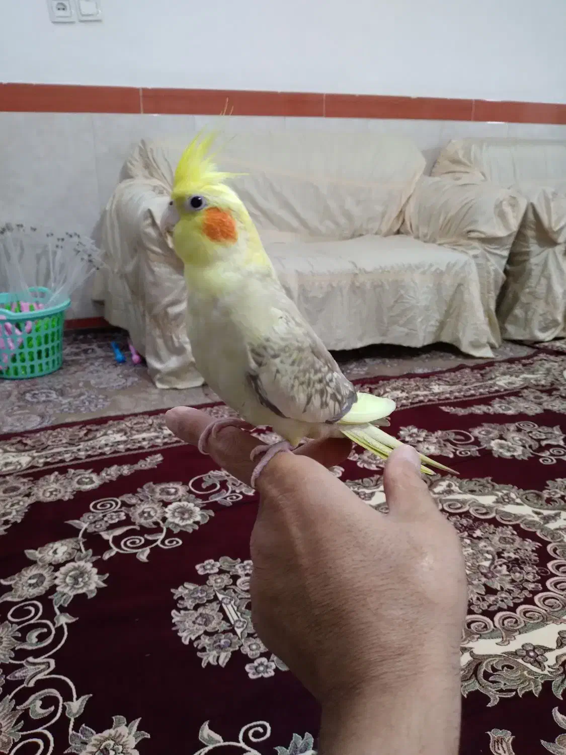 عروس هلندی ماده ( رام و دستی ) با قفس بزرگ|پرنده|بهارستان, |دیوار