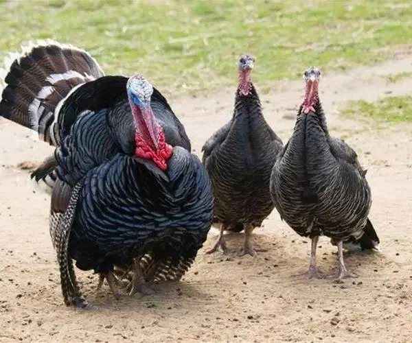 بوقلمون کاملا طبیعی و ارگانیک|حیوانات مزرعه|بیستون, |دیوار