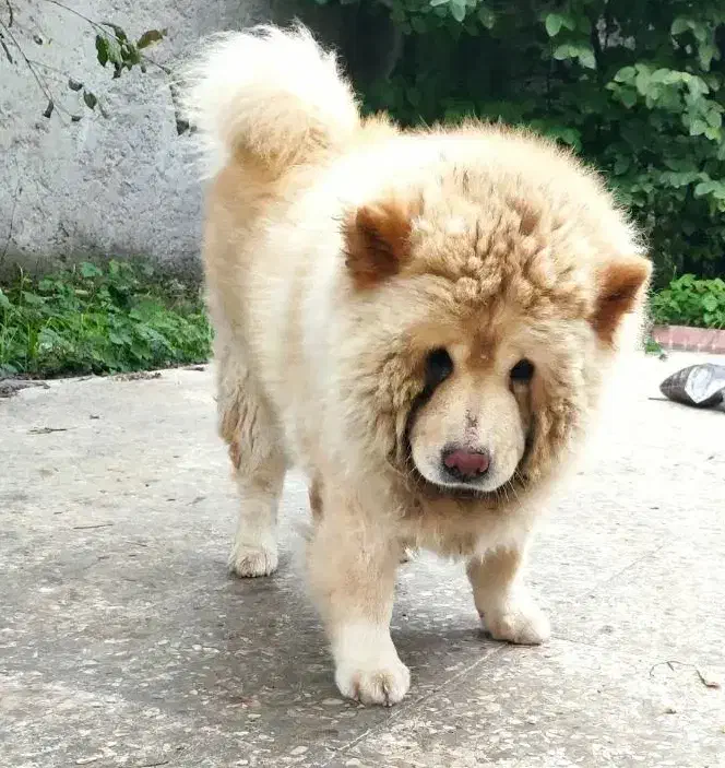 چاوچاو ماده بالغ|سگ|رشت, حومه رشت|دیوار