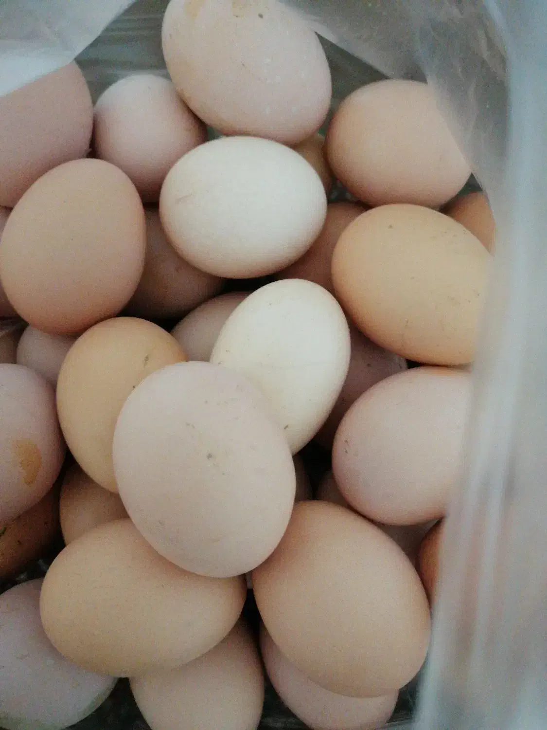 تخم مرغ خانگی|خوردنی و آشامیدنی|تربتحیدریه, بالا ولایت|دیوار