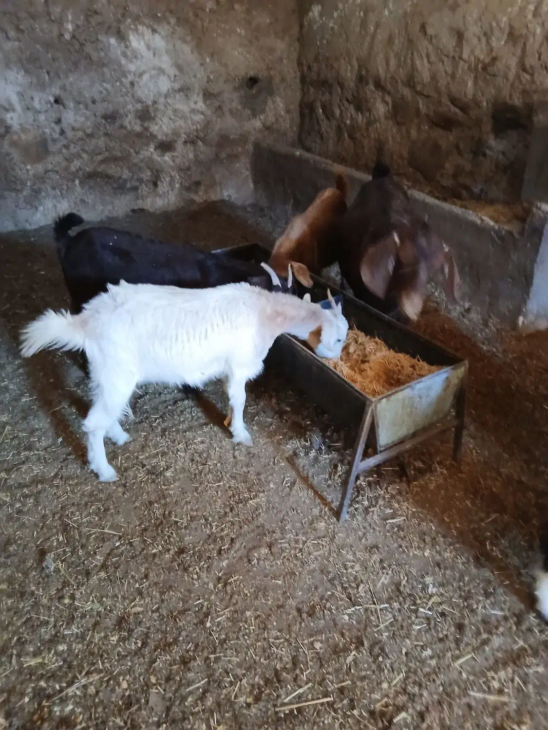 بز وکره|حیوانات مزرعه|تفت, |دیوار