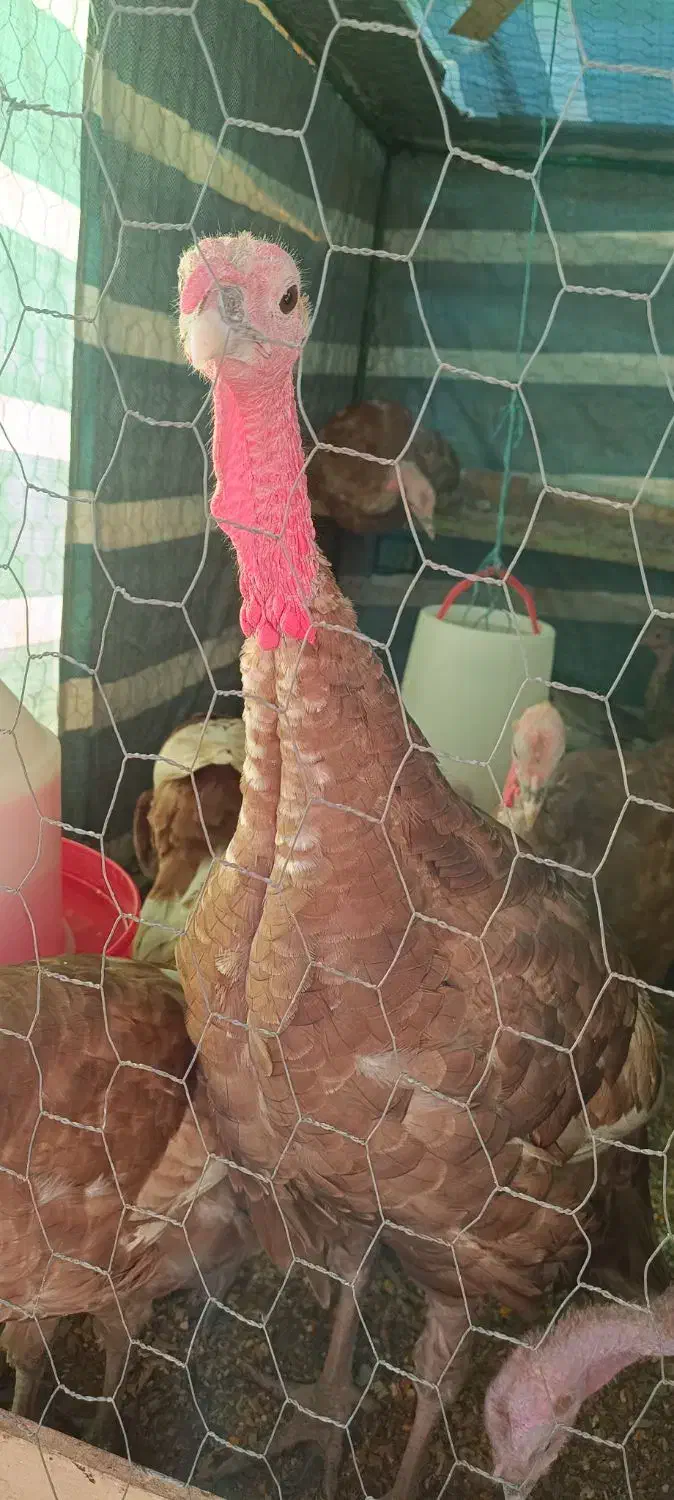 بوقلمون بوربون،1500تومان|حیوانات مزرعه|ماهیدشت, |دیوار