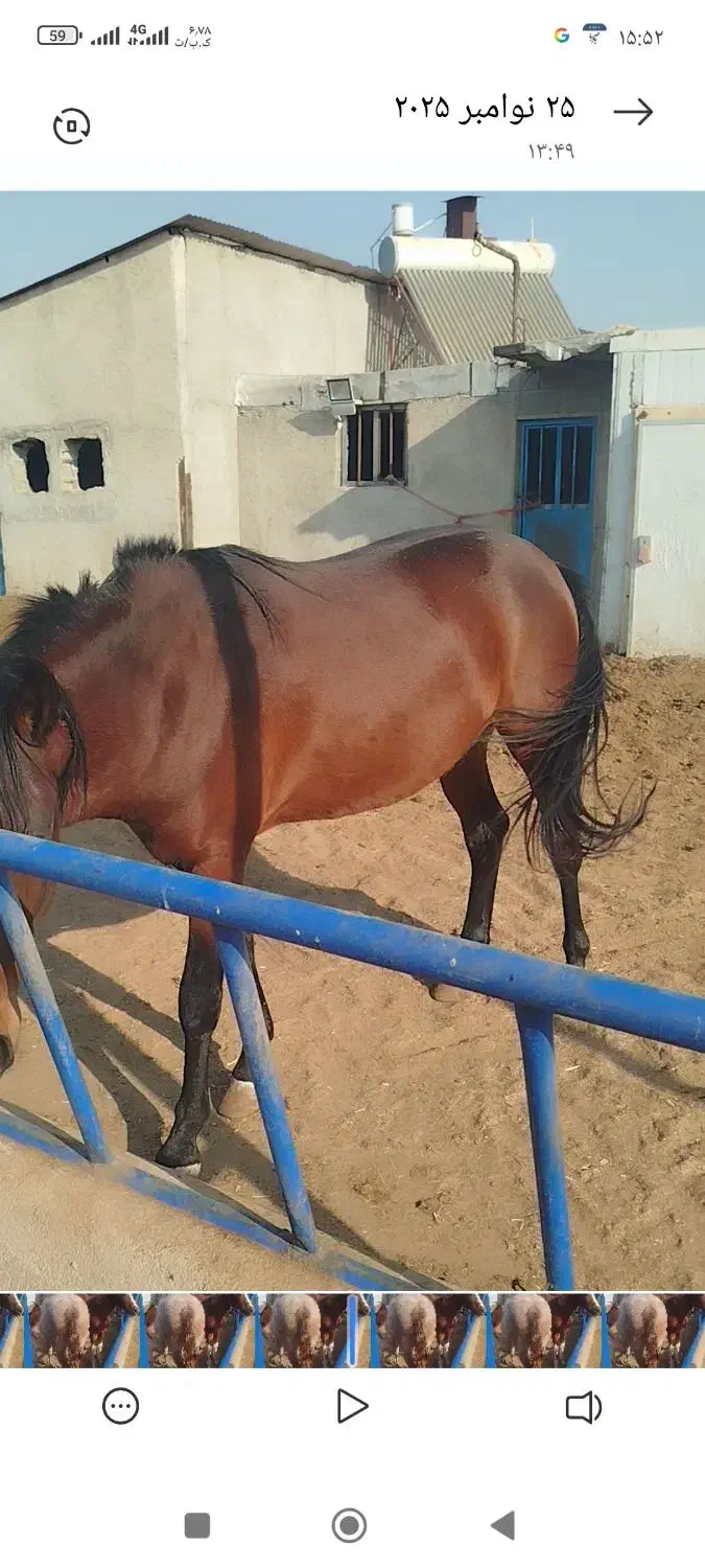 اسب|اسب و تجهیزات اسب‌سواری|پیشوا, |دیوار