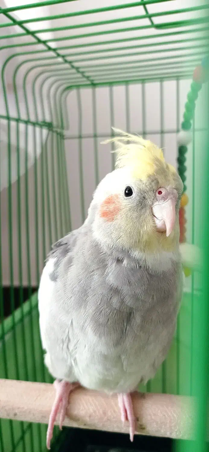 طوطی عروس هلندی|پرنده|ساری, |دیوار