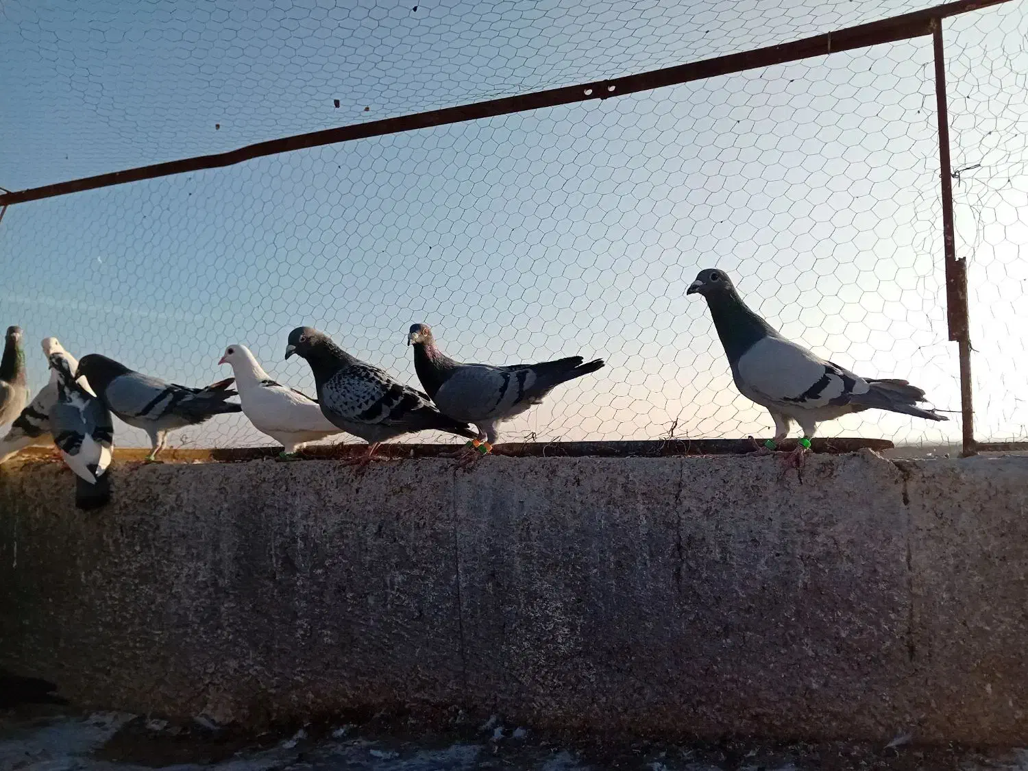 یازده جنگنده ،گناباد|پرنده|تربت‌حیدریه, پائین ولایت|دیوار