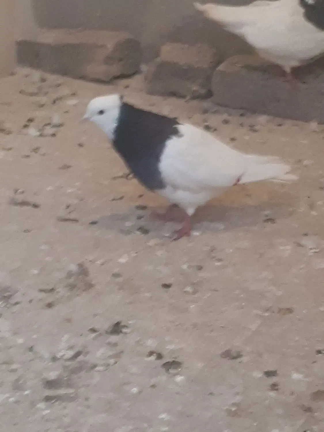 پرشی|پرنده|نیشابور, مازول|دیوار