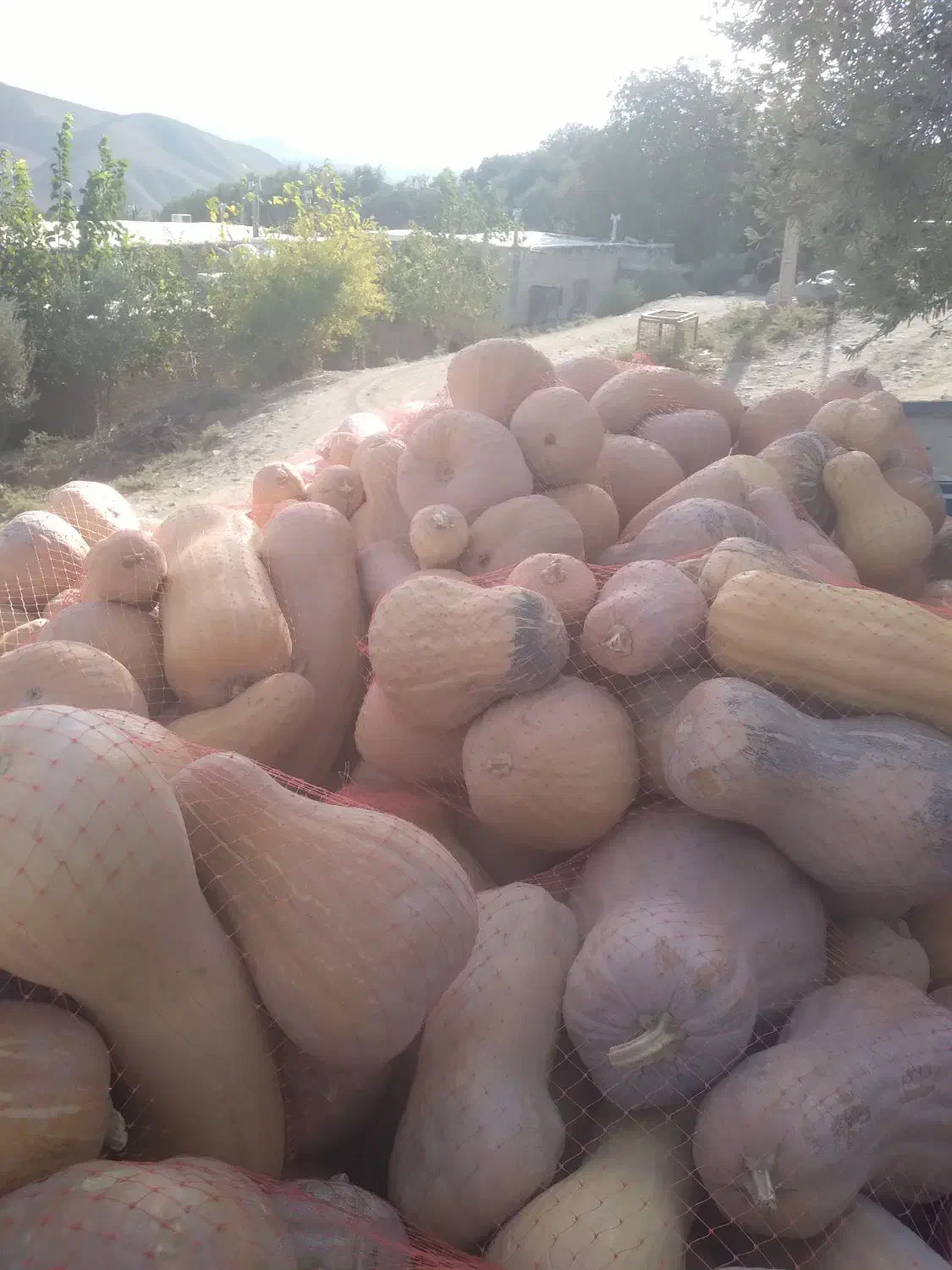 کدوحلوایی|خوردنی و آشامیدنی|رشت, احمد گوراب|دیوار