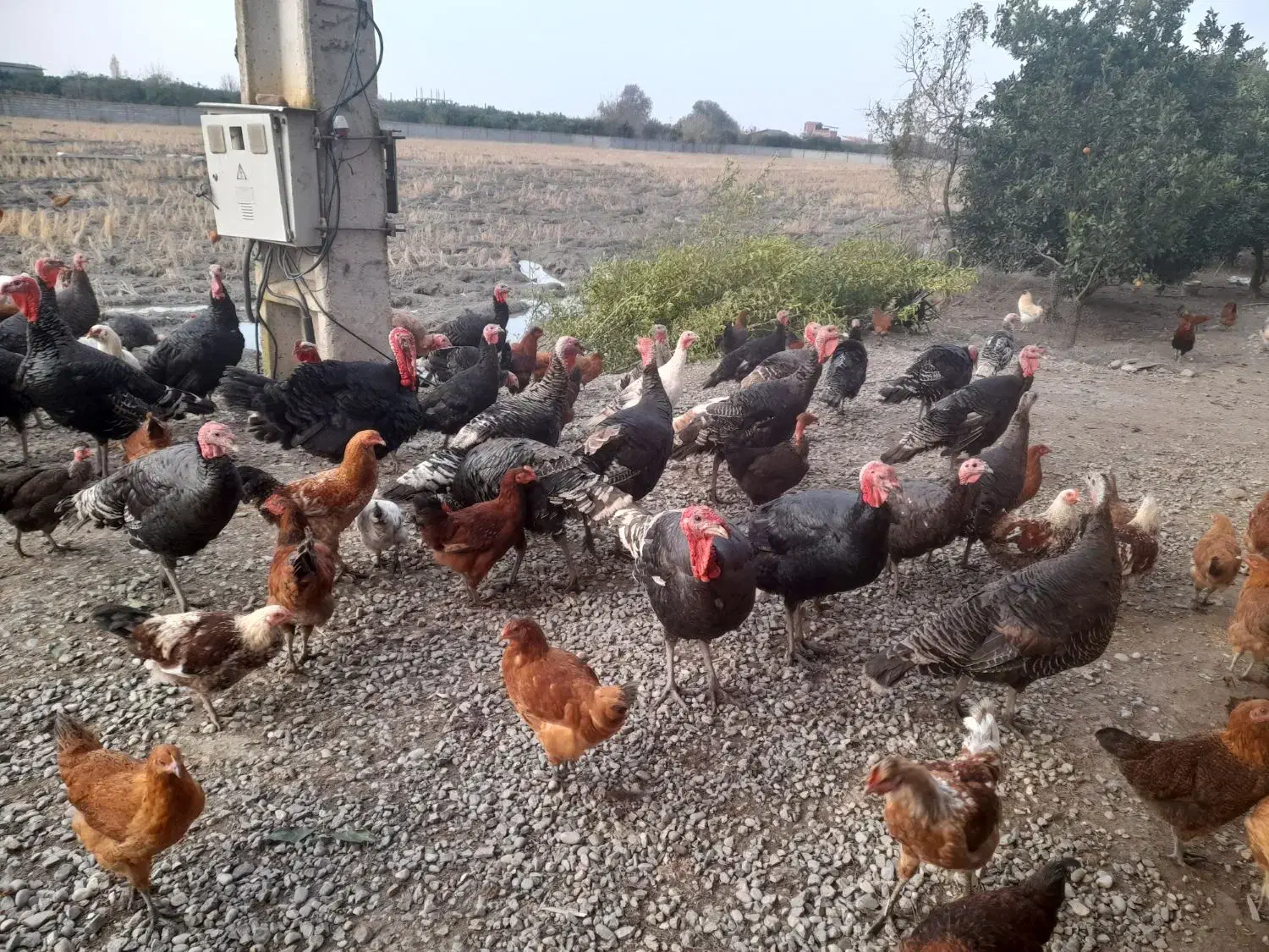 فروش محصولات ارگانیک مزرعه سبز|حیوانات مزرعه|گتاب, |دیوار