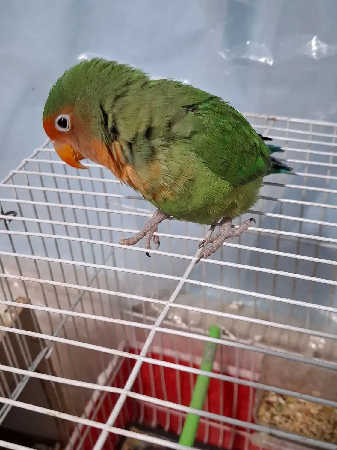 طوطی کوتوله|پرنده|نیشابور, ۲۲ بهمن|دیوار