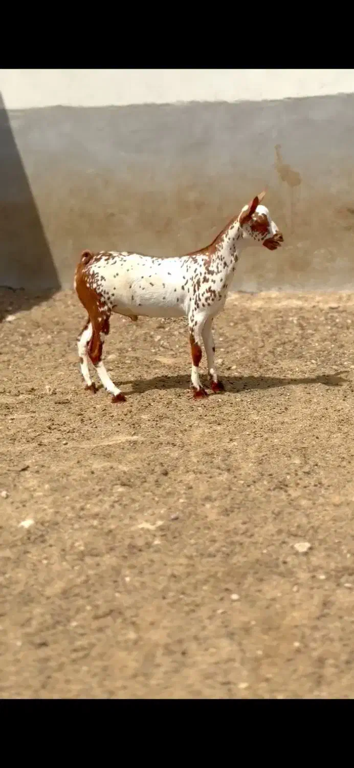 وارداتی|حیوانات مزرعه|شهرضا, |دیوار