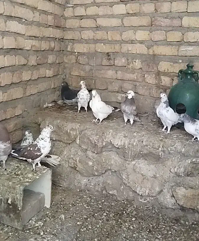 کبوتر|پرنده|خوانسار, |دیوار