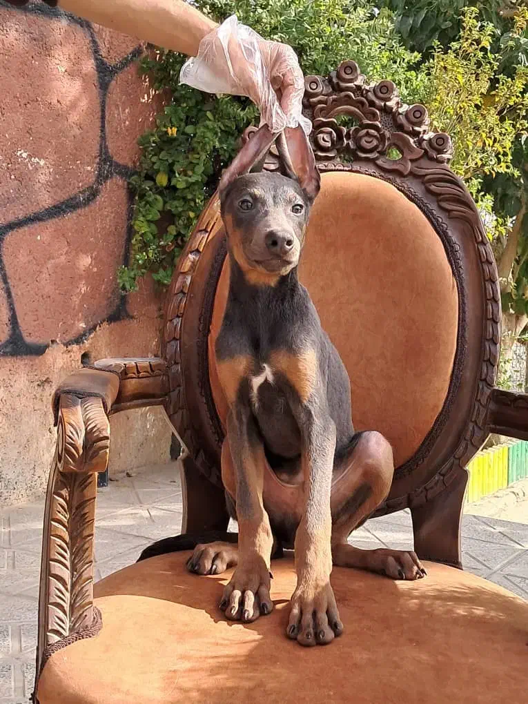 دوبرمن بلو بینظرین ترین و خاص ترین ایران|سگ|تهران, محمودیه|دیوار