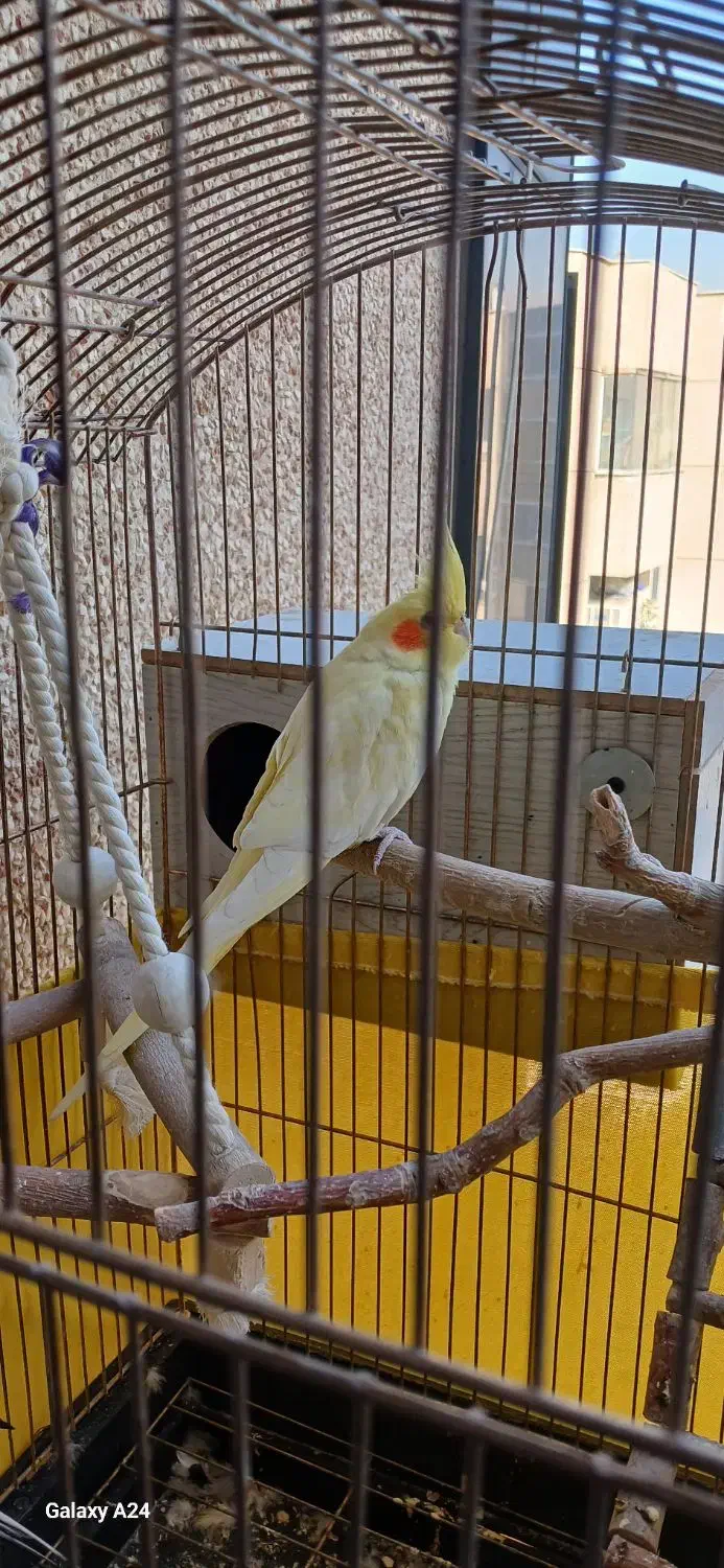 عروس هلندی سخنگو|پرنده|کرج, باغستان|دیوار