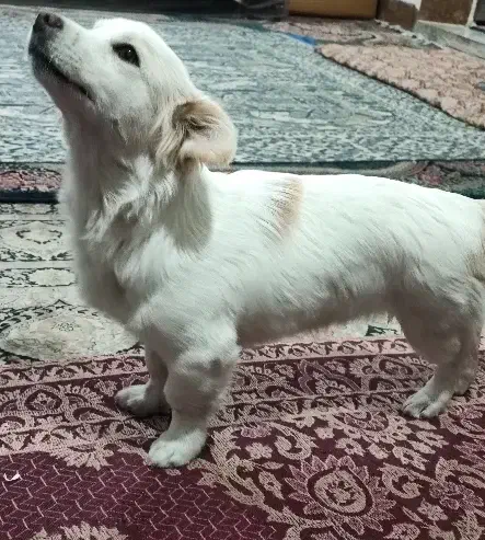 سگ پامر نر|سگ|کرمان, |دیوار