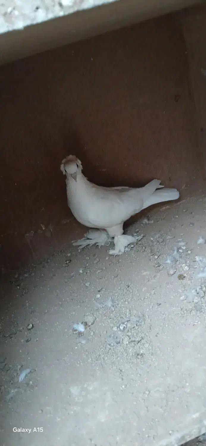 کبوترتزیینی|پرنده|وحیدیه, |دیوار