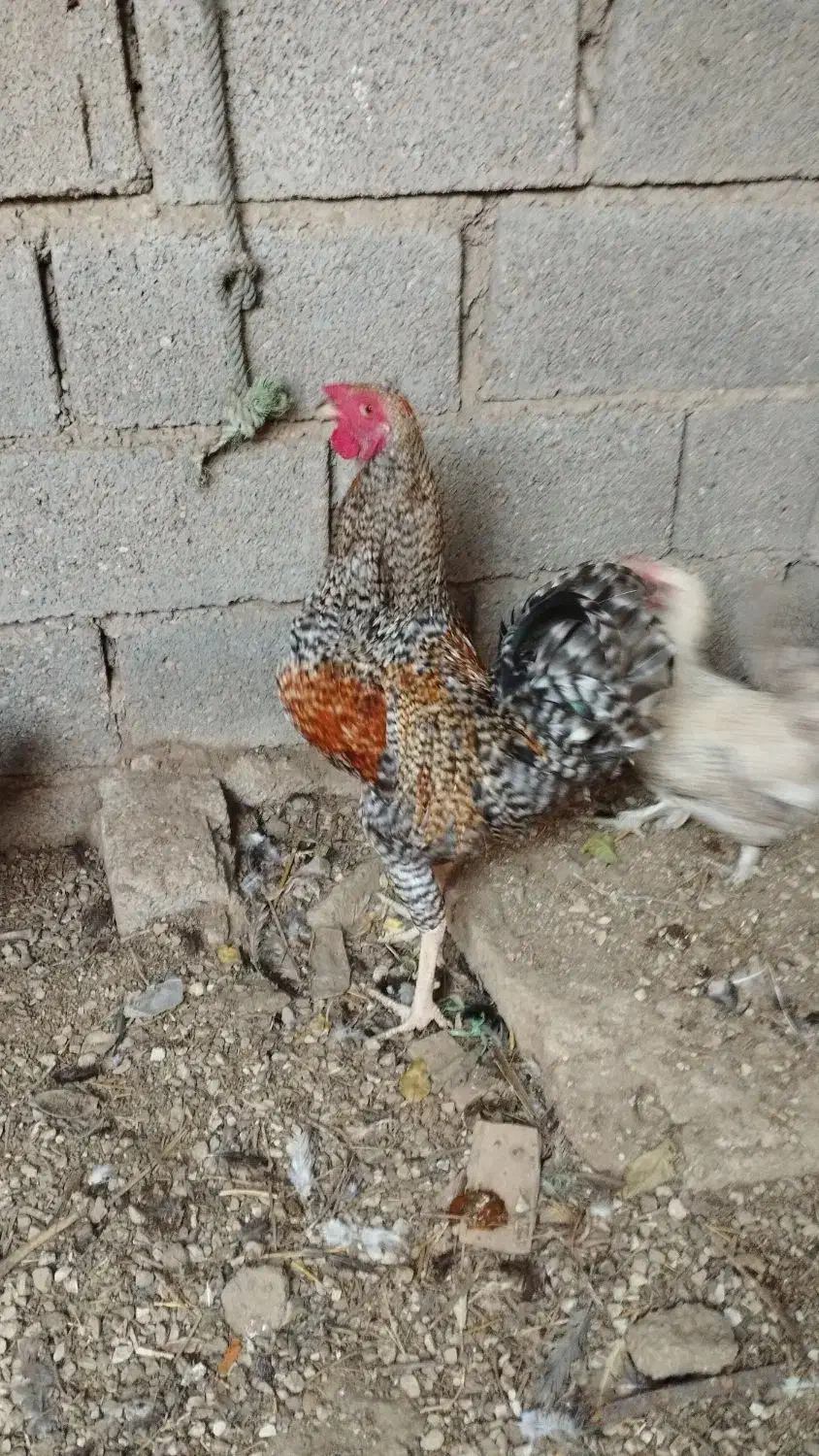 خروس|حیوانات مزرعه|ریگ, |دیوار