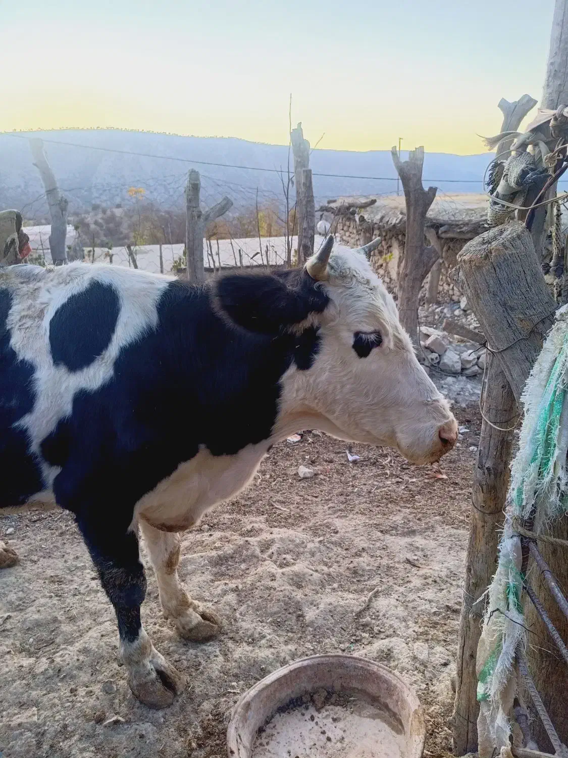 گاو برای فروش|حیوانات مزرعه|لوداب, |دیوار