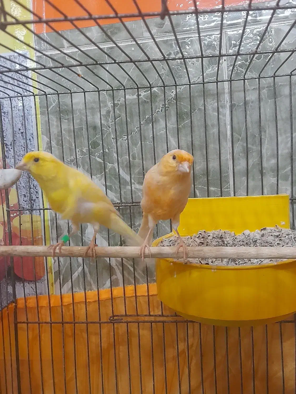 قناری نروماده ۲جفت مست مولود|پرنده|اهر, |دیوار