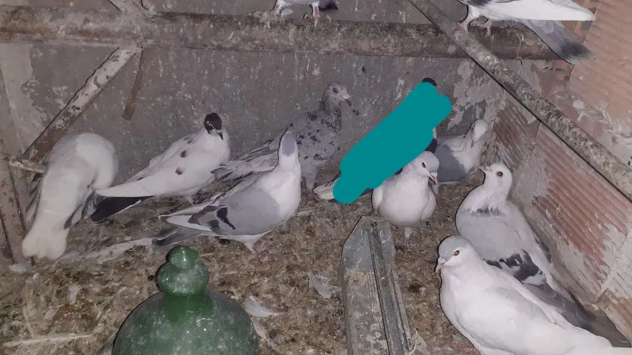 کفتر افغانی ماده امری مگسی کله سفید و افشون|پرنده|پاکدشت, پاکدشت (مامازند)|دیوار