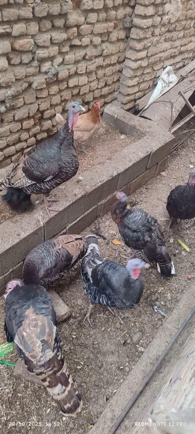 تعدادی بوقلموو مرغ خروس فروشی|حیوانات مزرعه|مزرعه کتول, |دیوار