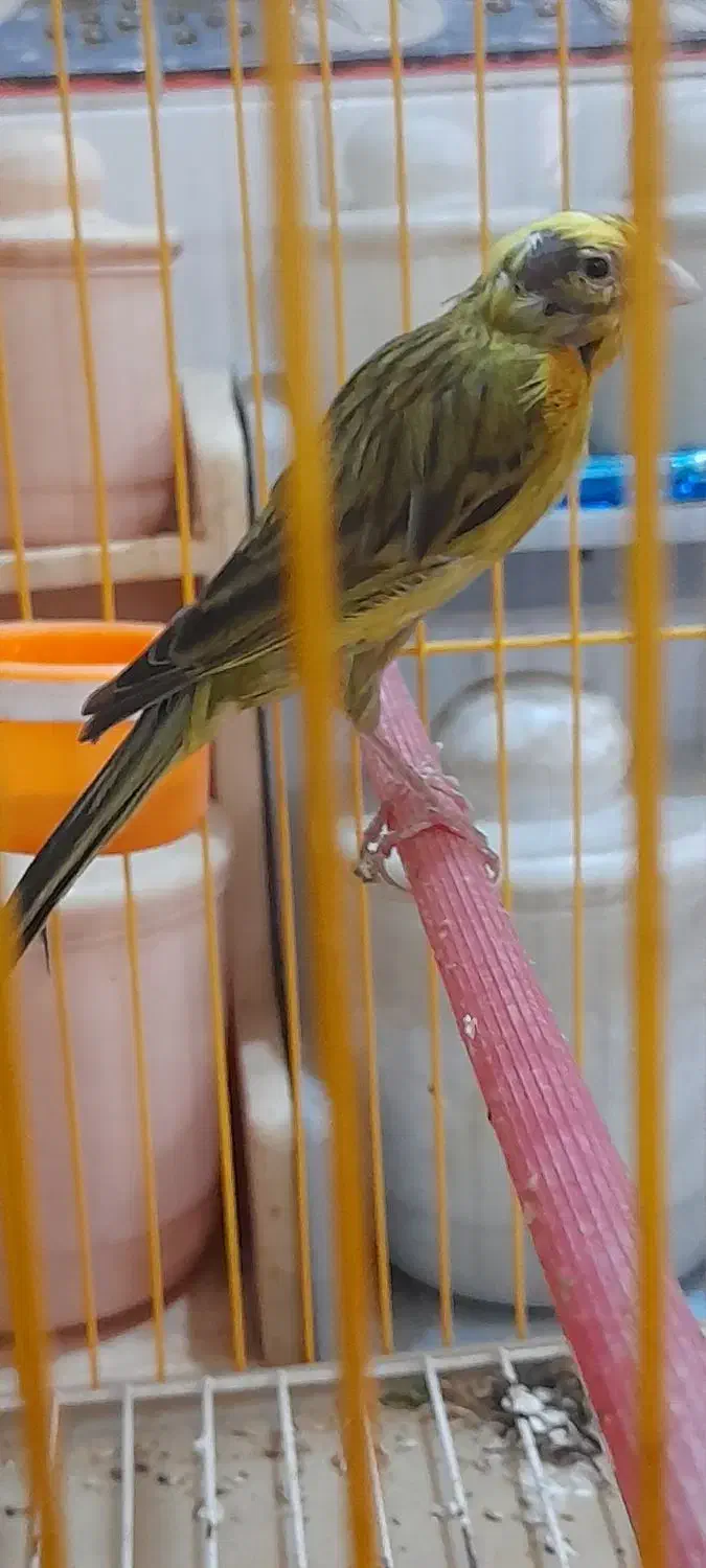 ماده سبز چمنی جفت خور سهره تضمینی آماده|پرنده|فسا, |دیوار