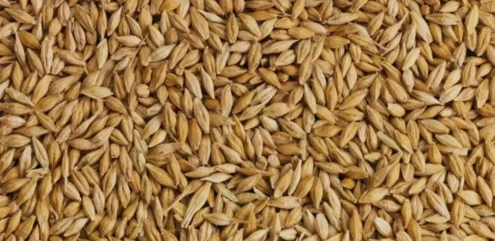 جو خارجی «دولتی»|عمده‌فروشی|معمولان, |دیوار