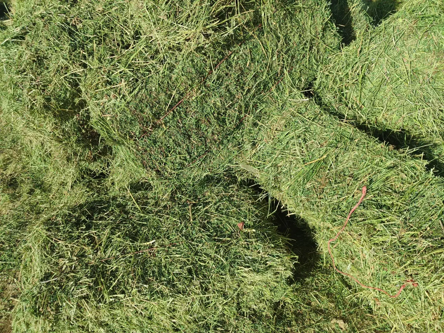 یونجه درجه یک|خدمات باغبانی و درختکاری|کامیاران, |دیوار