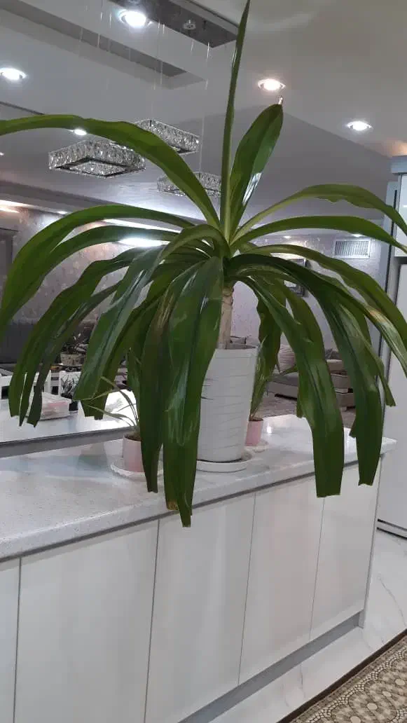 غول ملکه گل دار|گل و گیاه طبیعی|بروجرد, |دیوار